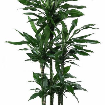 Dracaena fragrans 'Janet Lind'