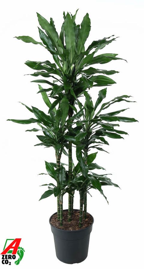 Dracaena fragrans 'Janet Lind'