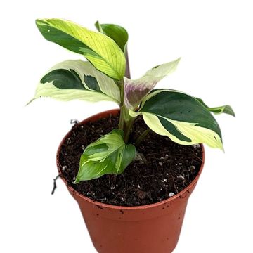 Calathea 'Yellow Fusion'