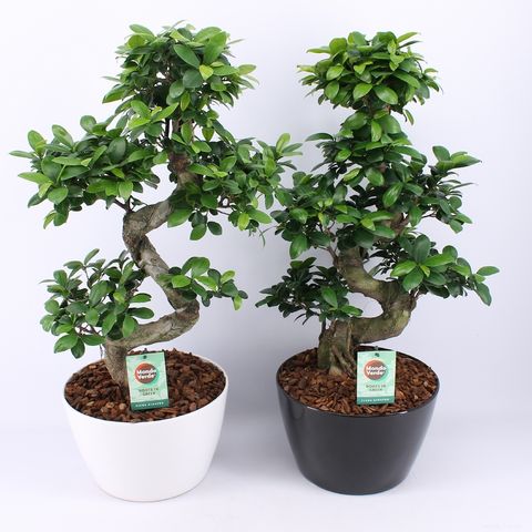 Ficus microcarpa 'Ginseng'