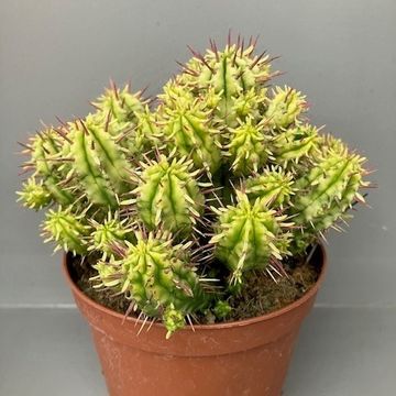 Euphorbia aggregata variegata