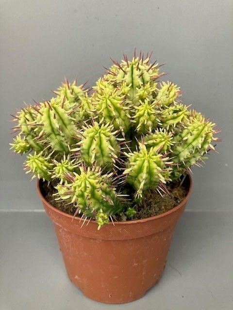 Euphorbia aggregata variegata