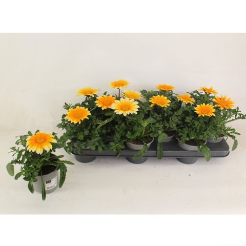 Gazania rigens 'Zany Sunny-Side Up'