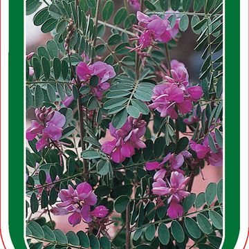 Indigofera heterantha