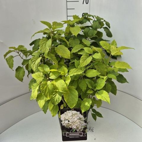 Hydrangea arborescens 'Annabelle'