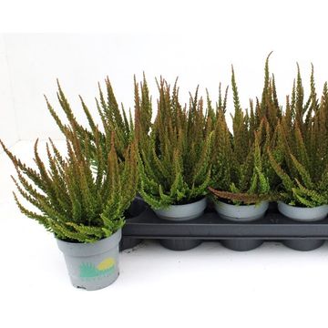 Calluna vulgaris SKYLINE PRETORIA