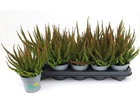 Calluna vulgaris SKYLINE PRETORIA