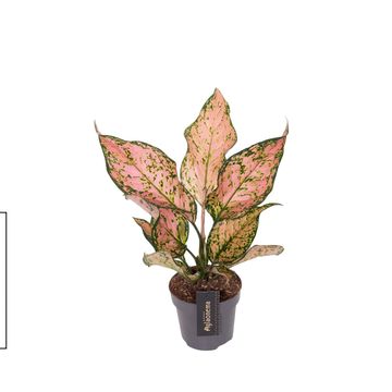 Aglaonema 'Pink Dolphin'