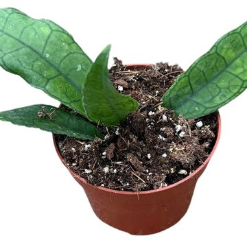 Hoya finlaysonii 'Sukirin'