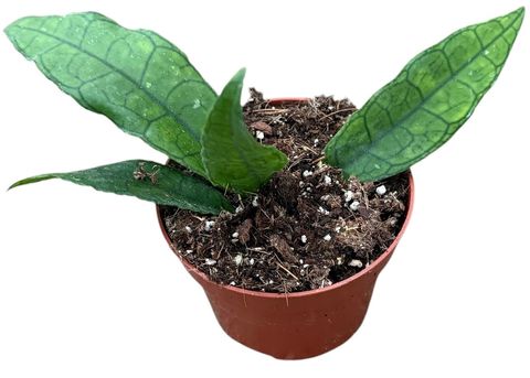 Hoya finlaysonii 'Sukirin'