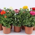 Ranunculus asiaticus SPRINKLES MIX
