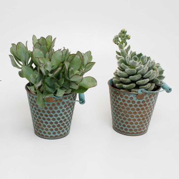 Suculentas MIX IN POT