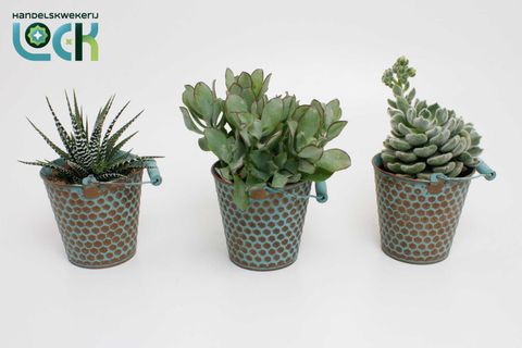 Suculentas MIX IN POT