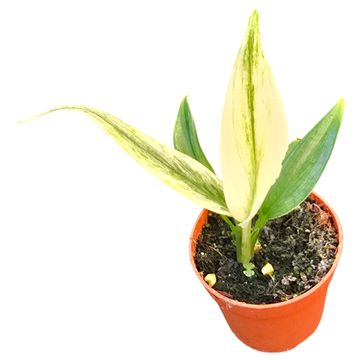 Epipremnum amplissimum 'Silver Variegata'