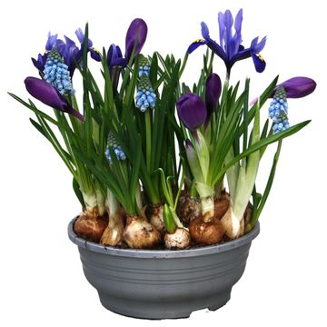 Bulbi in vaso MIX IN POT