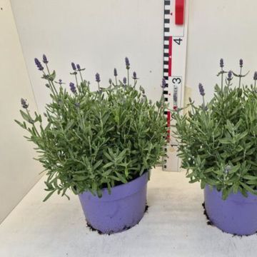 Lavandula angustifolia MIX