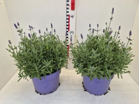 Lavandula angustifolia MIX