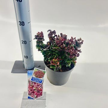 Leucothoe axillaris 'Curly Red'