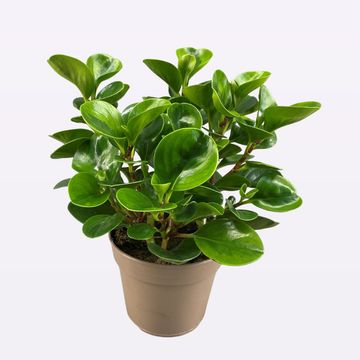 Peperomia obtusifolia 'Lemon Lime'