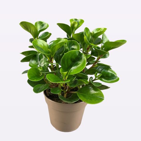 Peperomia obtusifolia 'Lemon Lime' — Plant Wholesale FlorAccess