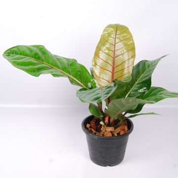 Anthurium hookeri 'Pink'