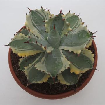 Agave isthmensis 'Kabutogani Variegata'