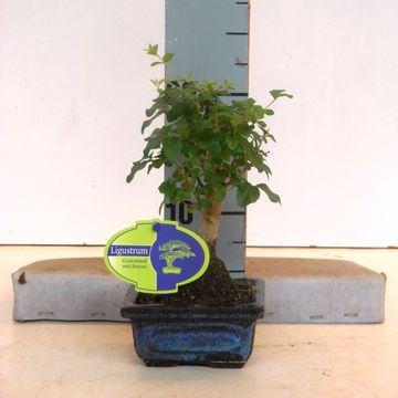 Ligustrum sinense