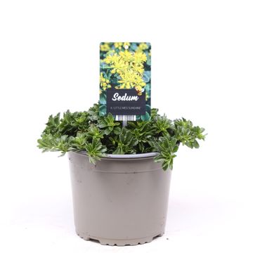 Sedum kamtschaticum 'Little Miss Sunshine'