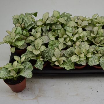 Fittonia MOSAIC PURPLE ANGEL