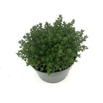 Thymus vulgaris 'Compactus'