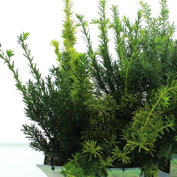 Taxus MIX