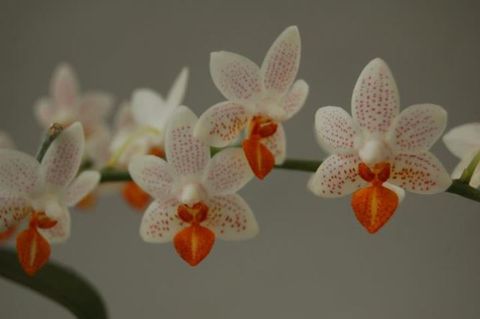 Phalaenopsis 'Mini Mark'