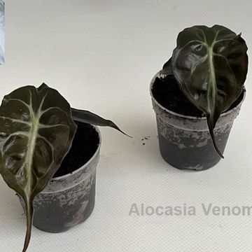 Alocasia 'Venom'