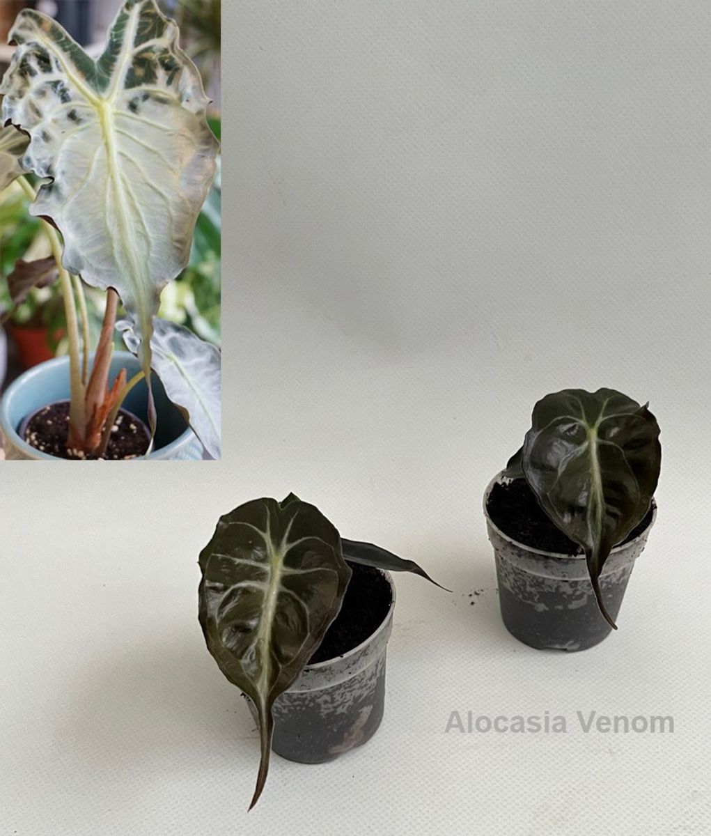 その他観葉植物 Alocasia Venom Ghost Alocasia 'Venom' — Растения Оптовая FlorAccess
