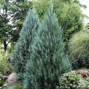 Juniperus scopulorum 'Moonglow'