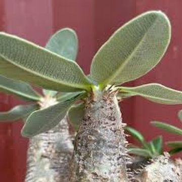 Pachypodium densiflorum