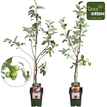 Fruit trees MIX