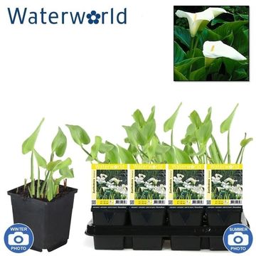 Zantedeschia aethiopica