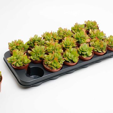 Crassula 'Moneymaker'