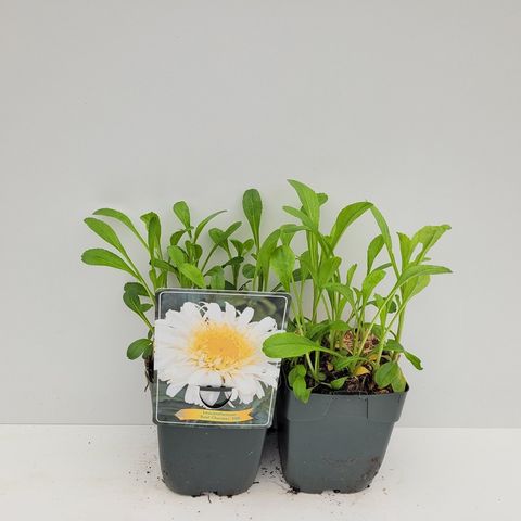 Leucanthemum x superbum 'Real Charmer'
