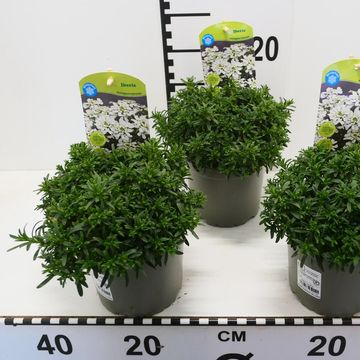 Iberis sempervirens
