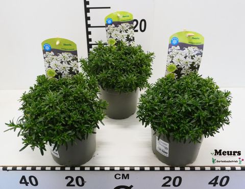 Iberis sempervirens
