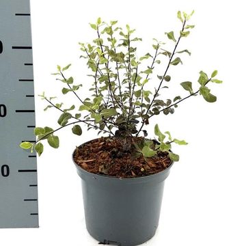 Pittosporum tenuifolium DARK DIVA