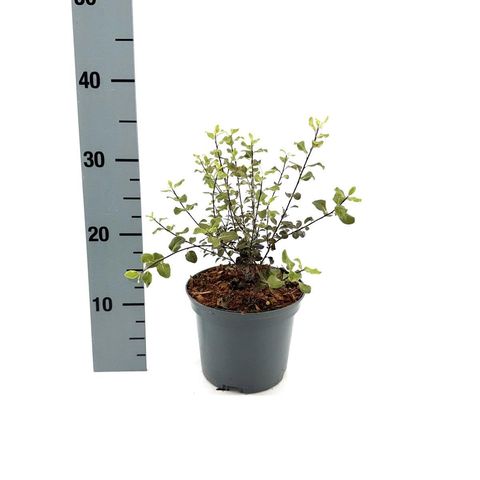 Pittosporum tenuifolium DARK DIVA