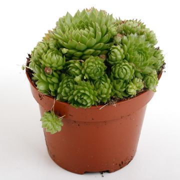 Sempervivum 'Herta'