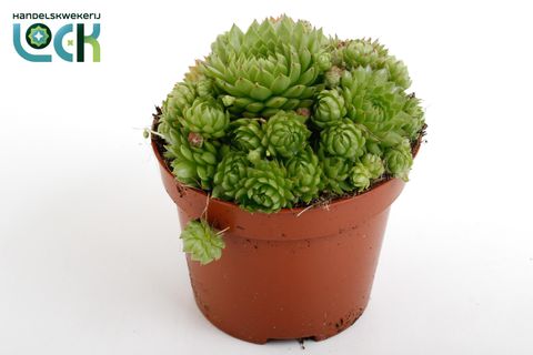 Sempervivum 'Herta'