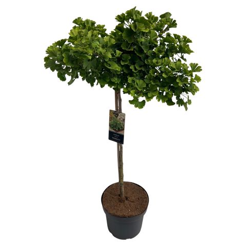 Ginkgo biloba 'Mariken'