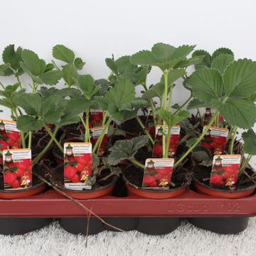 Fragaria x ananassa 'Elianny'