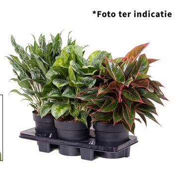 Aglaonema MIX