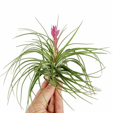 Tillandsia stricta